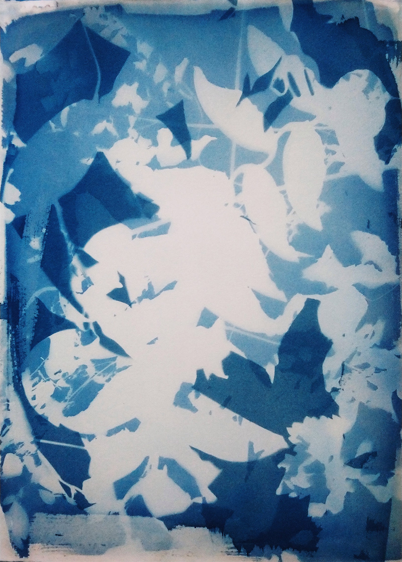 Cyanotype avec Aude Gourichon